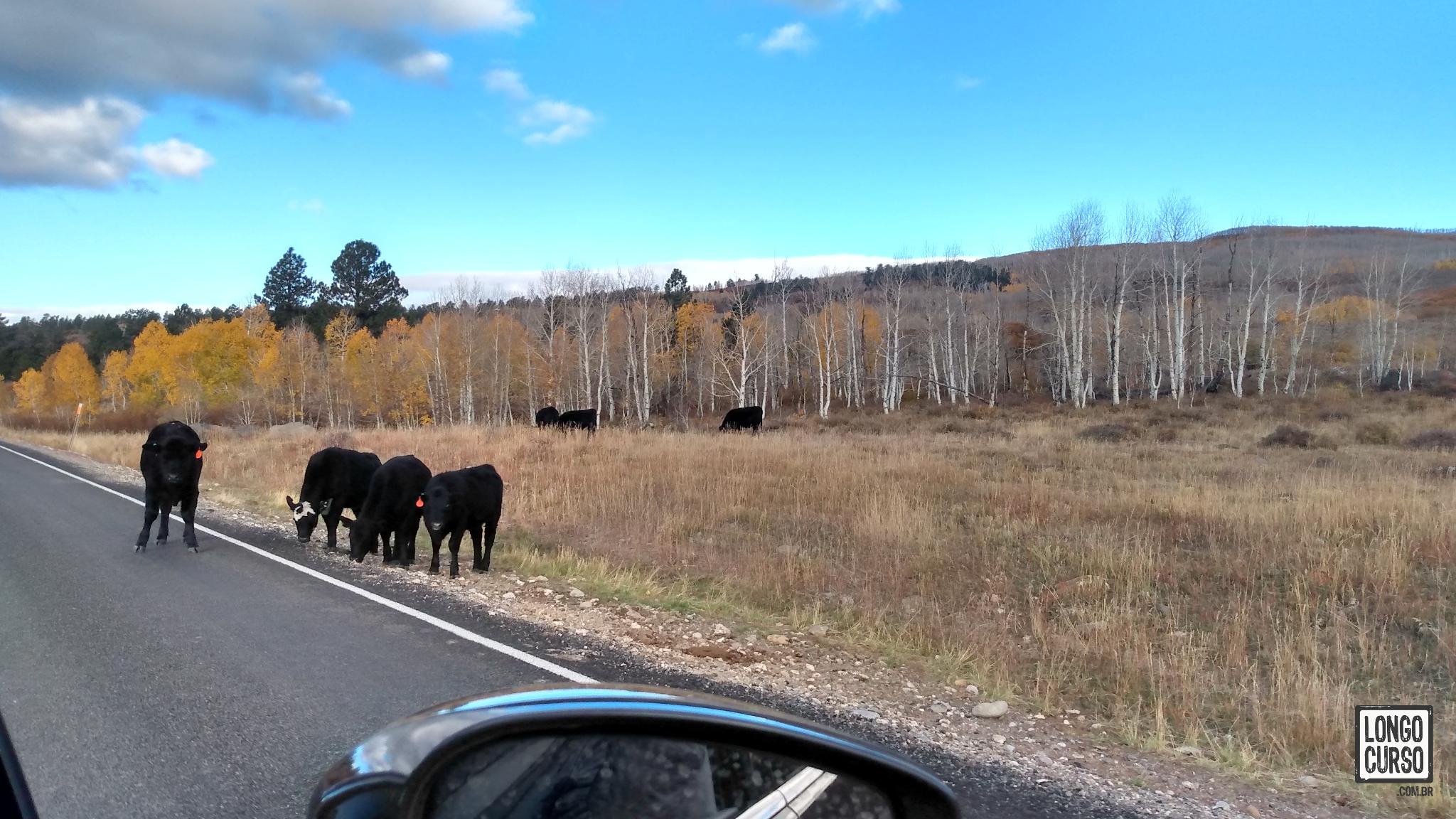 Animais na pista enquanto cruzávamos a Byway 12