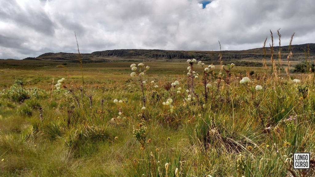 Campo de Sempre-Vivas próximo ao Córrego das Taiobas
