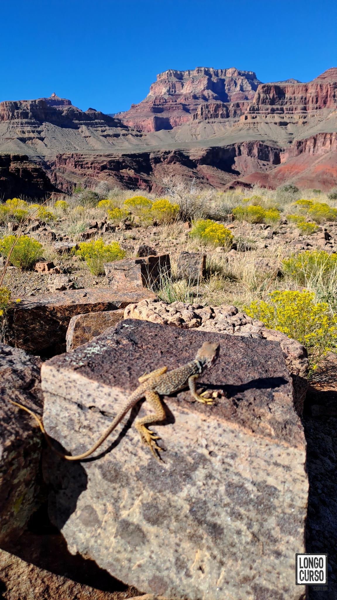 Lagarto na boca do Hance Canyon. Terceiro dia na Escalante Route.