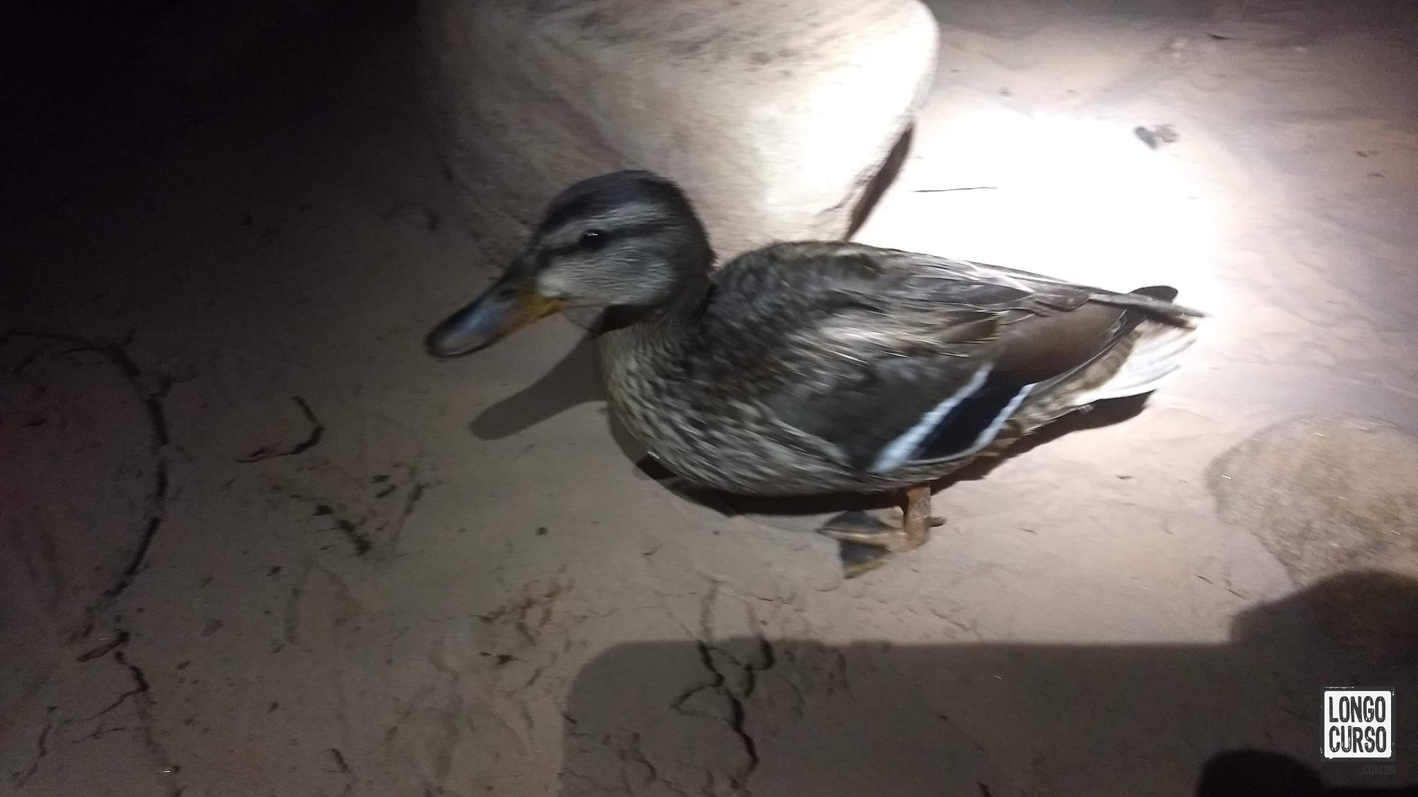 Pato morador da Cardenas Beach