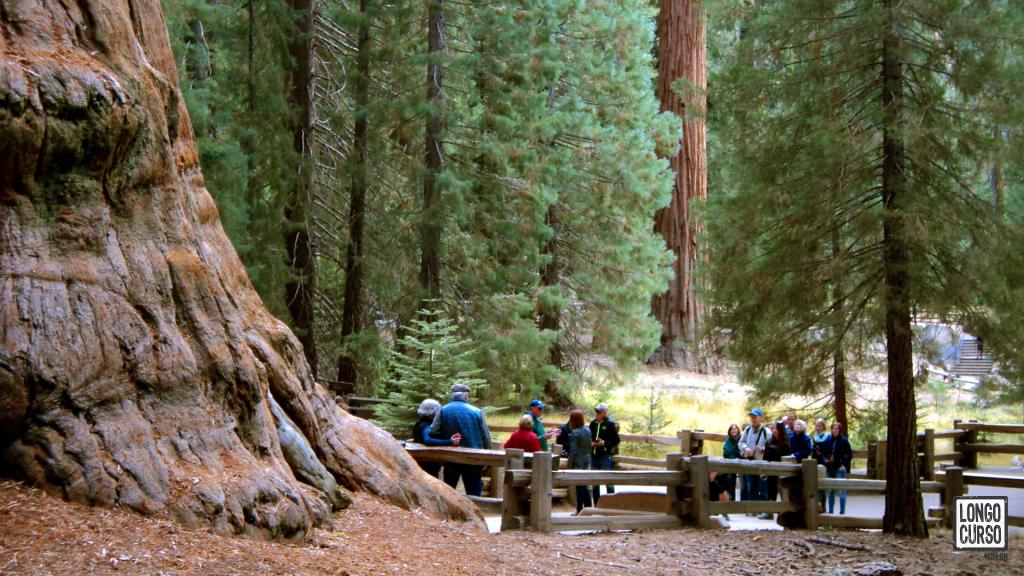 O público fotografa, aos pés da General Sherman Tree