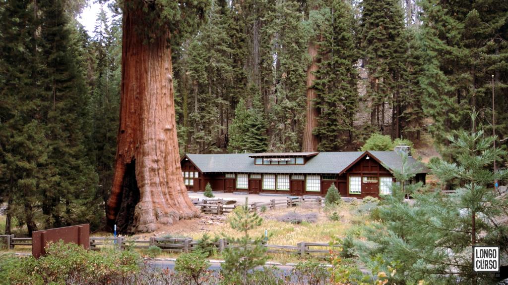 O Giant Forest Museum com uma sequoia no seu jardim