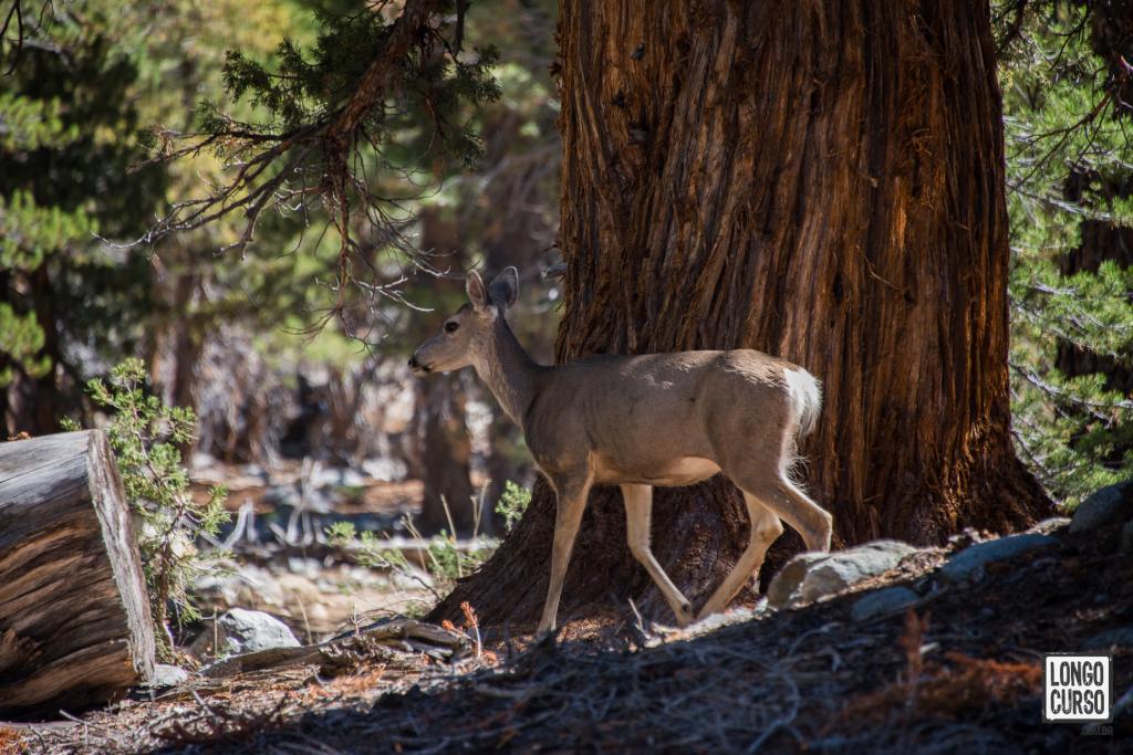 Veado avistado poucos minutos depois que acessamos a John Muir Trail