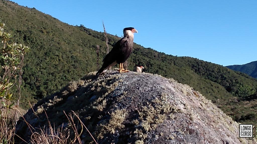 Casal de carcarás habituados aos visitantes no Rancho Caído
