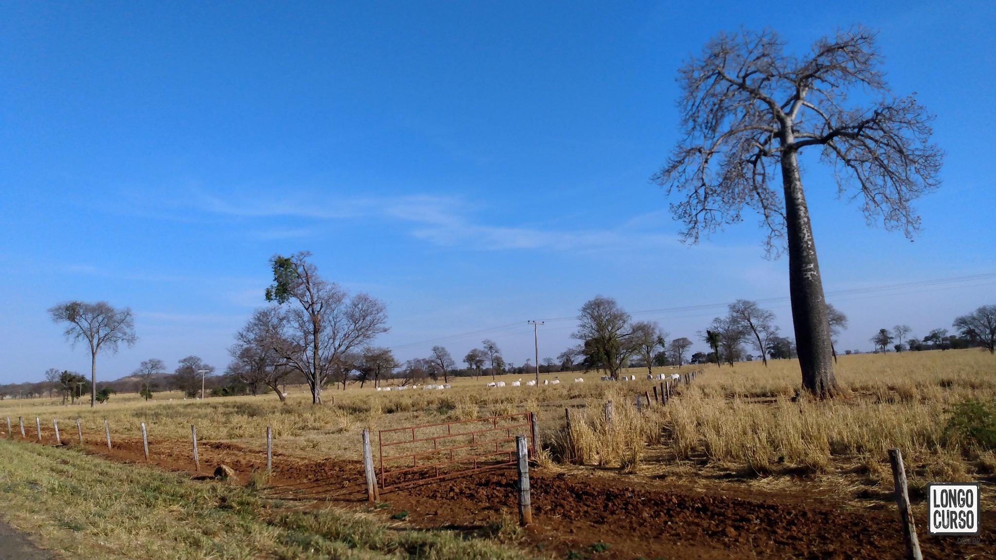 Barrigudas à beira da estrada, na aproximação para Iaciara