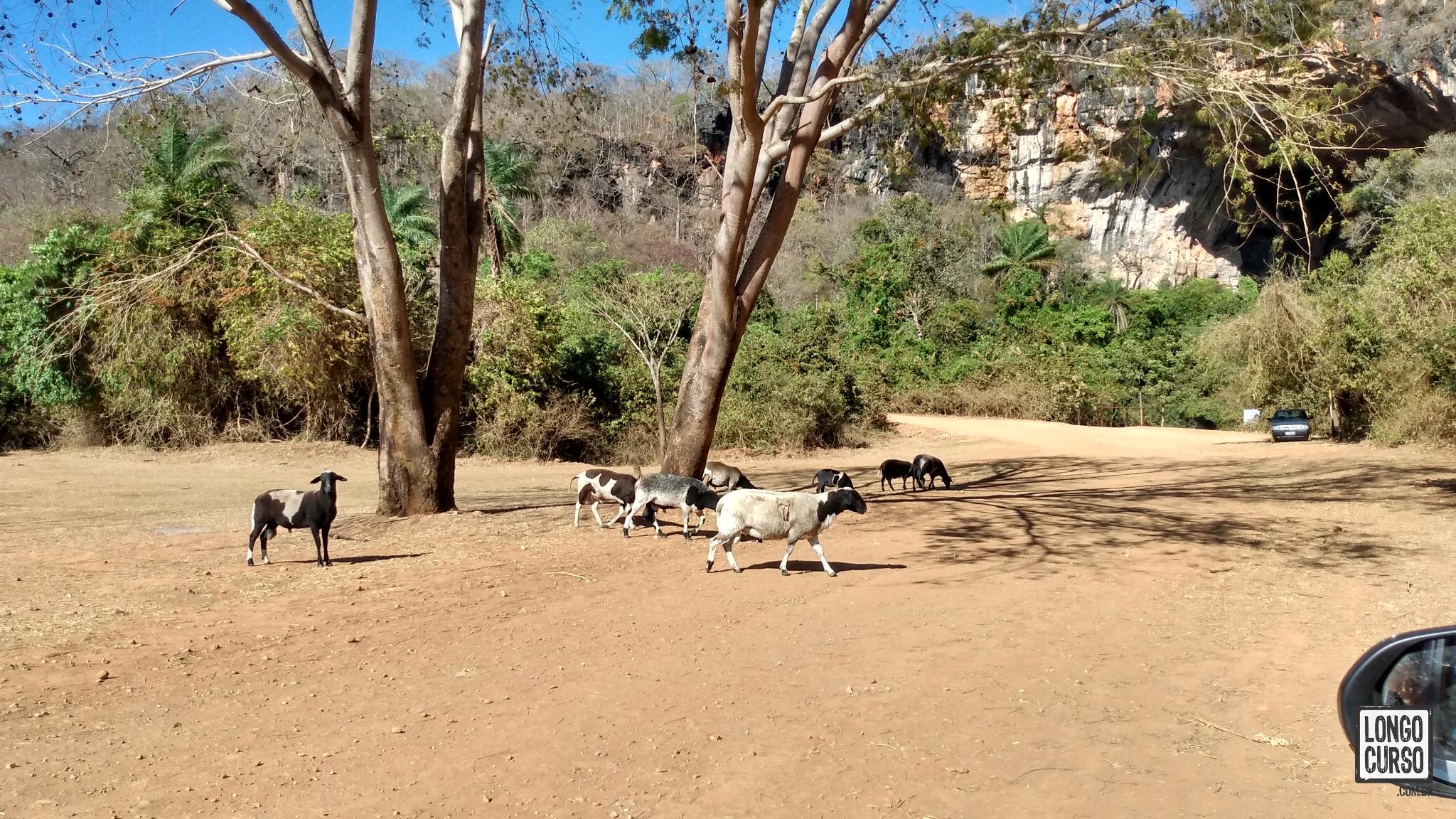 Ovelhas próximas à Terra Ronca I na manhã de partida