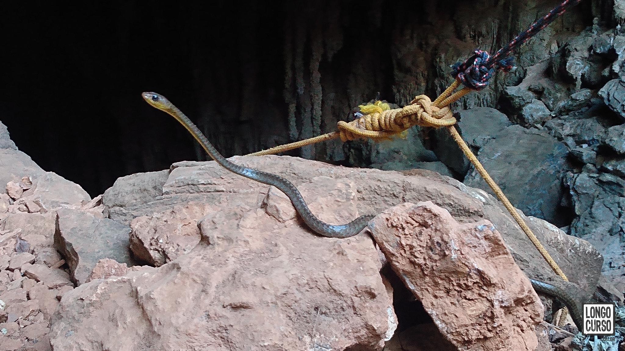 Serpente encontrada na saída da dolina da Caverna São Bernardo