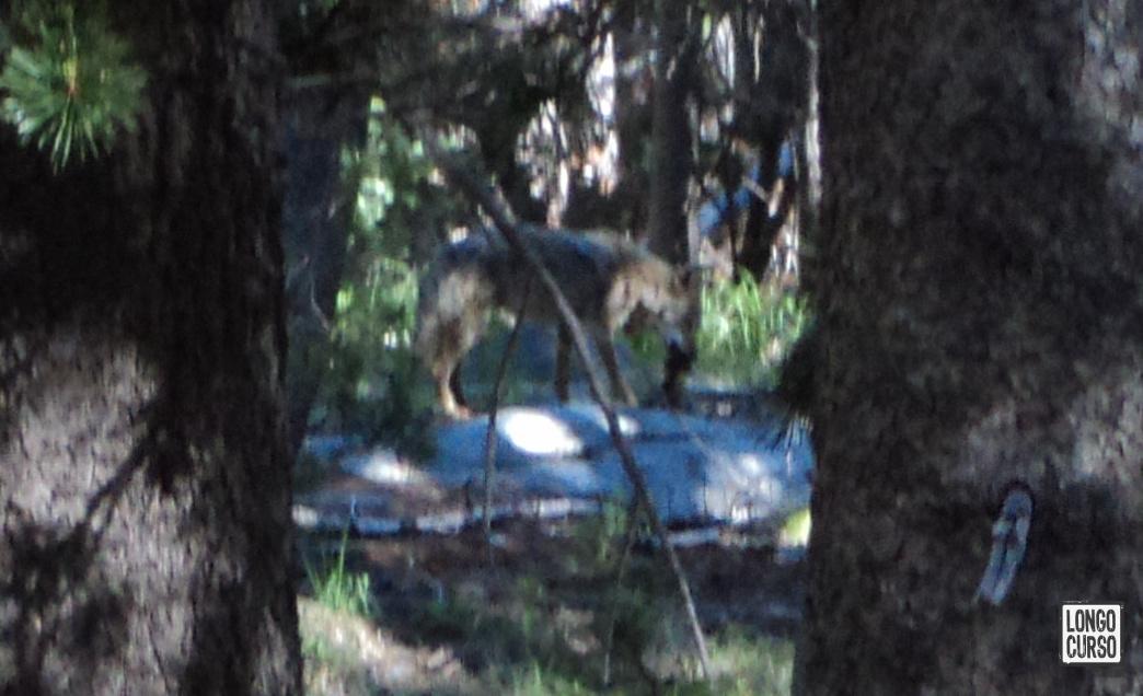Lobo (ou coiote da montanha) se alimentando na trilha para Glen Aulin