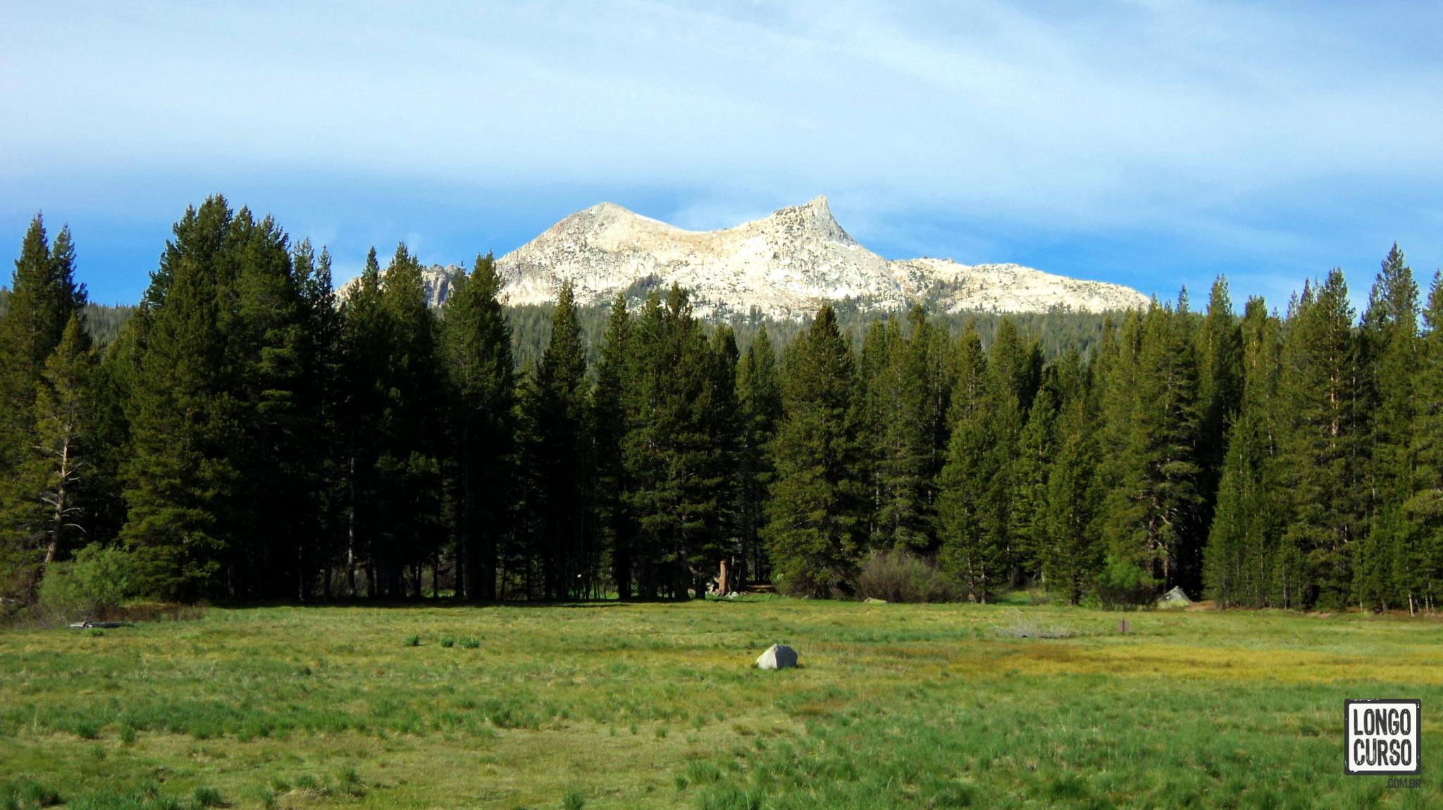 Meadow com floresta de coníferas ao fundo e Unicorn Peak em último plano